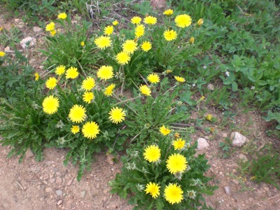 Unusually big, bright, and plentiful Dandelions.